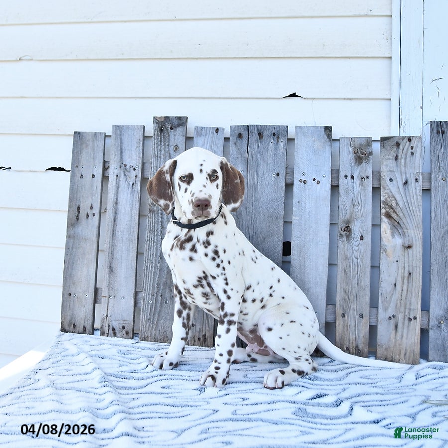 Dalmatian dogs Jett - Ad 2