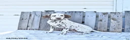 Dalmatian dogs for sale: Jett - Ad 1