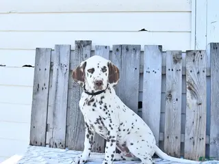 Dalmatian dogs for sale: Jett - Ad 1