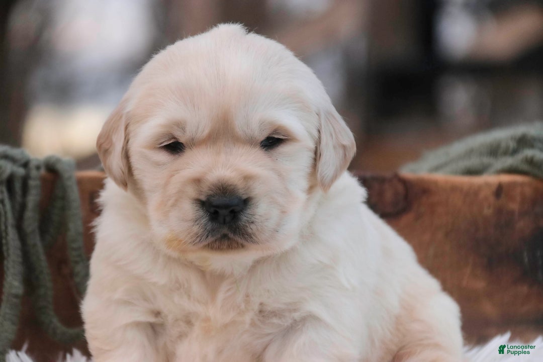 Golden Retriever dogs for sale: Riggs - Ad 5