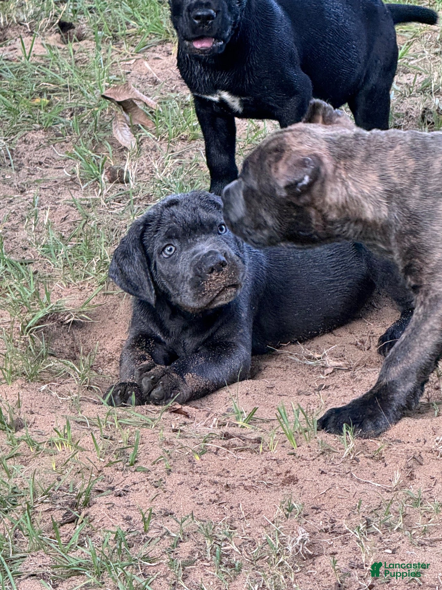 Cane Corso