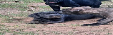 Cane Corso 3