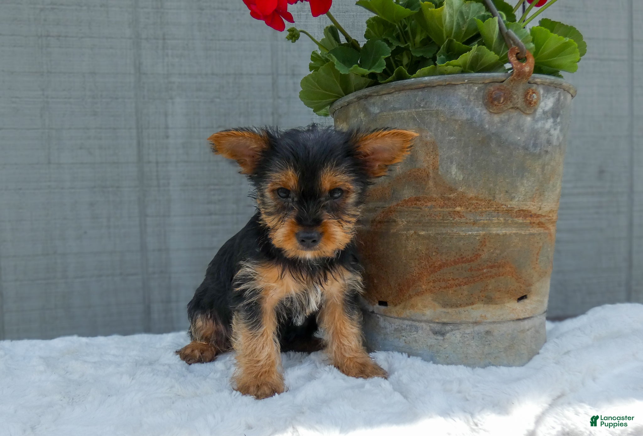 Yorkshire Terrier dogs Denver - Ad 2