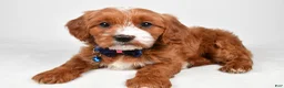 Cavapoo dogs for sale: Echo - Ad 2