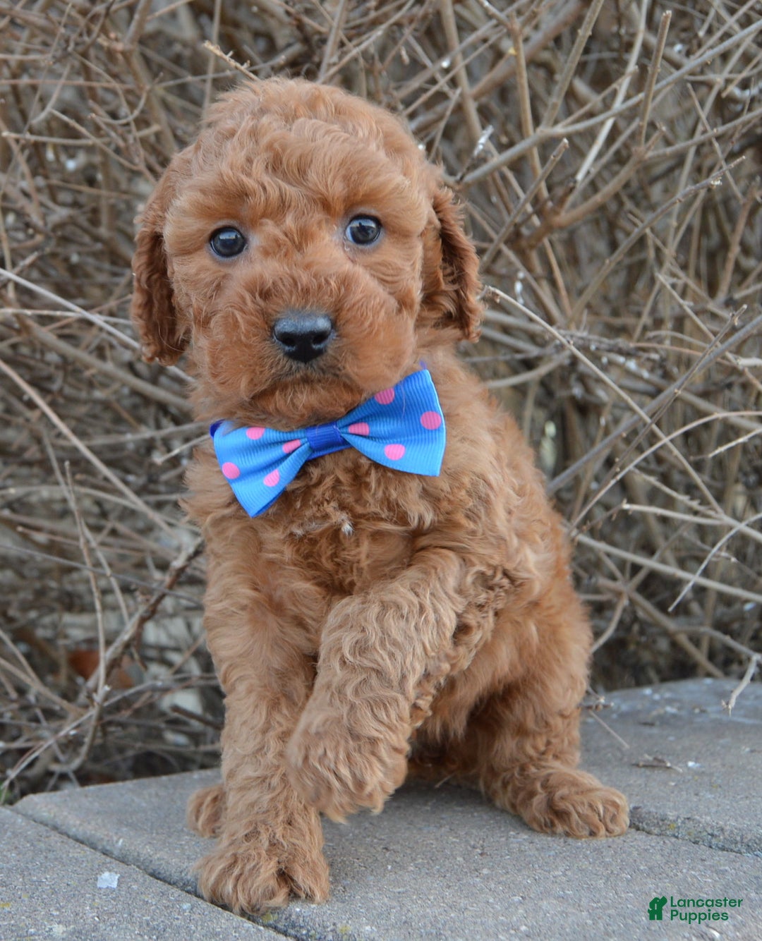 Cockapoo dogs for sale: Callie - Ad 4