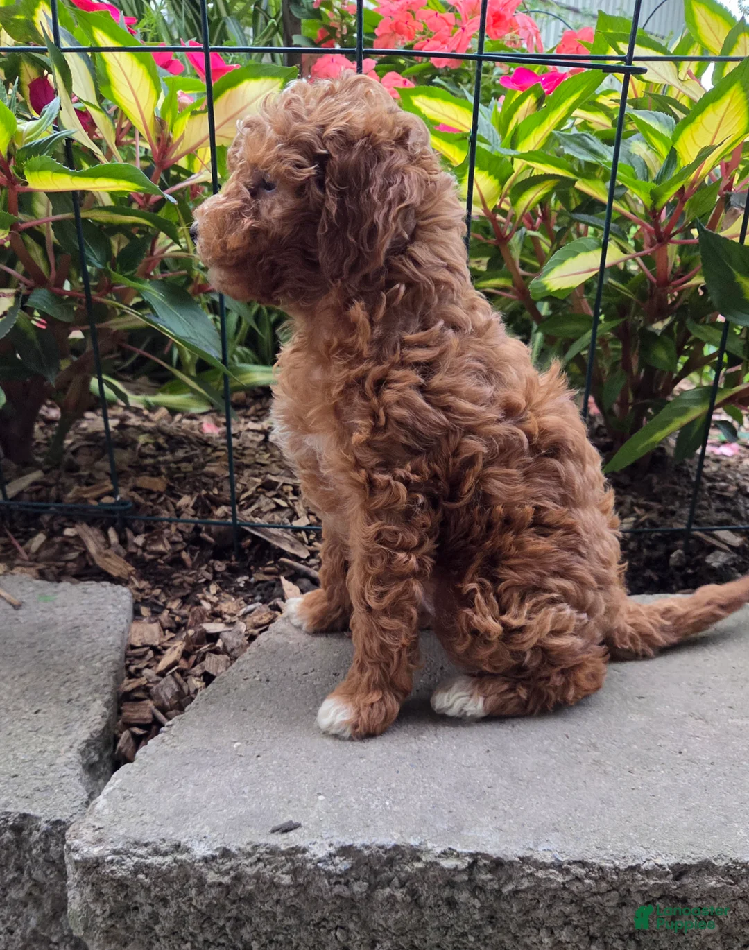 Cavapoo dogs for sale: Tipp - Ad 2