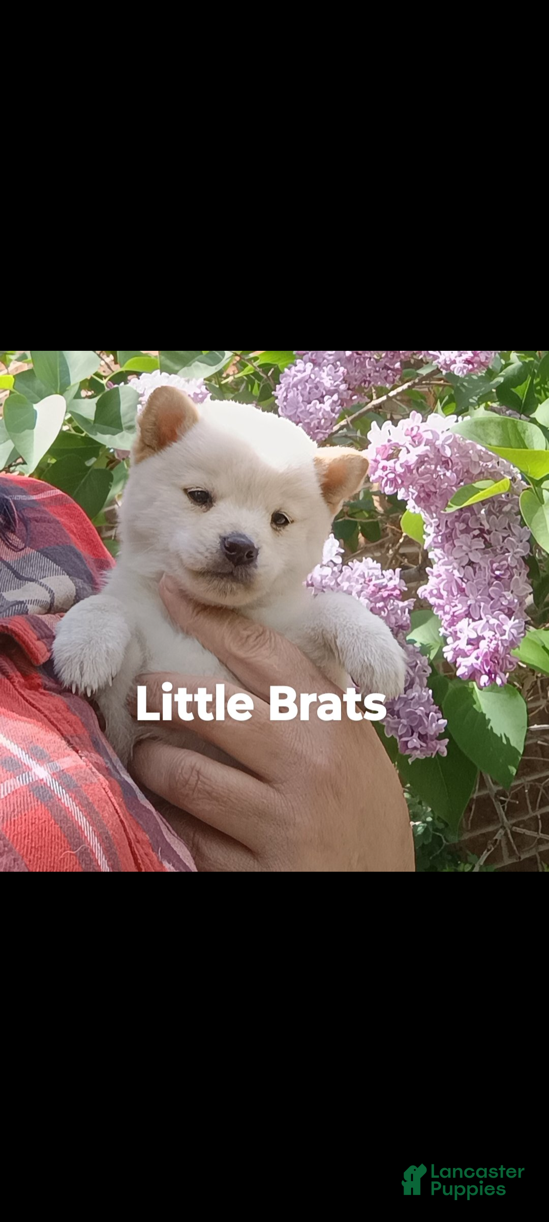 Shiba Inu dogs Tiny F - Ad 1