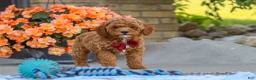 Cavapoo dogs for sale: Finn - Ad 3