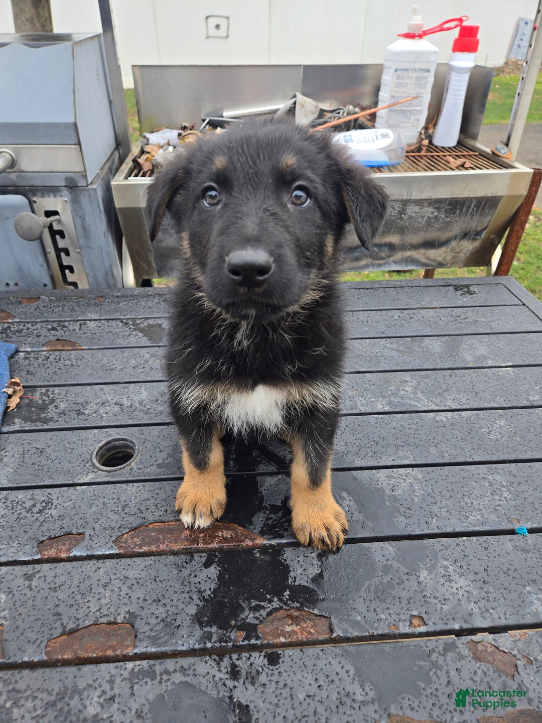 German Shepherd dogs for sale: Schmitt - Ad 11