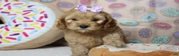 Cockapoo dogs for sale: Katie - Ad 9