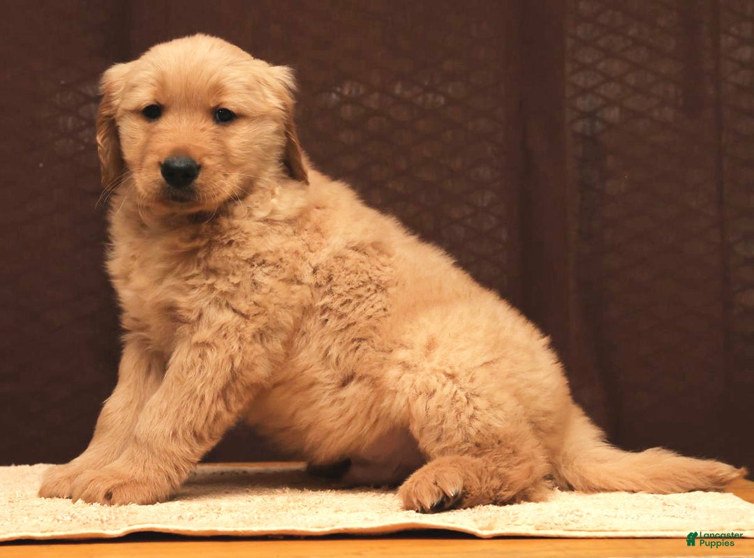 Golden Retriever dogs for sale: Floyd - Ad 7