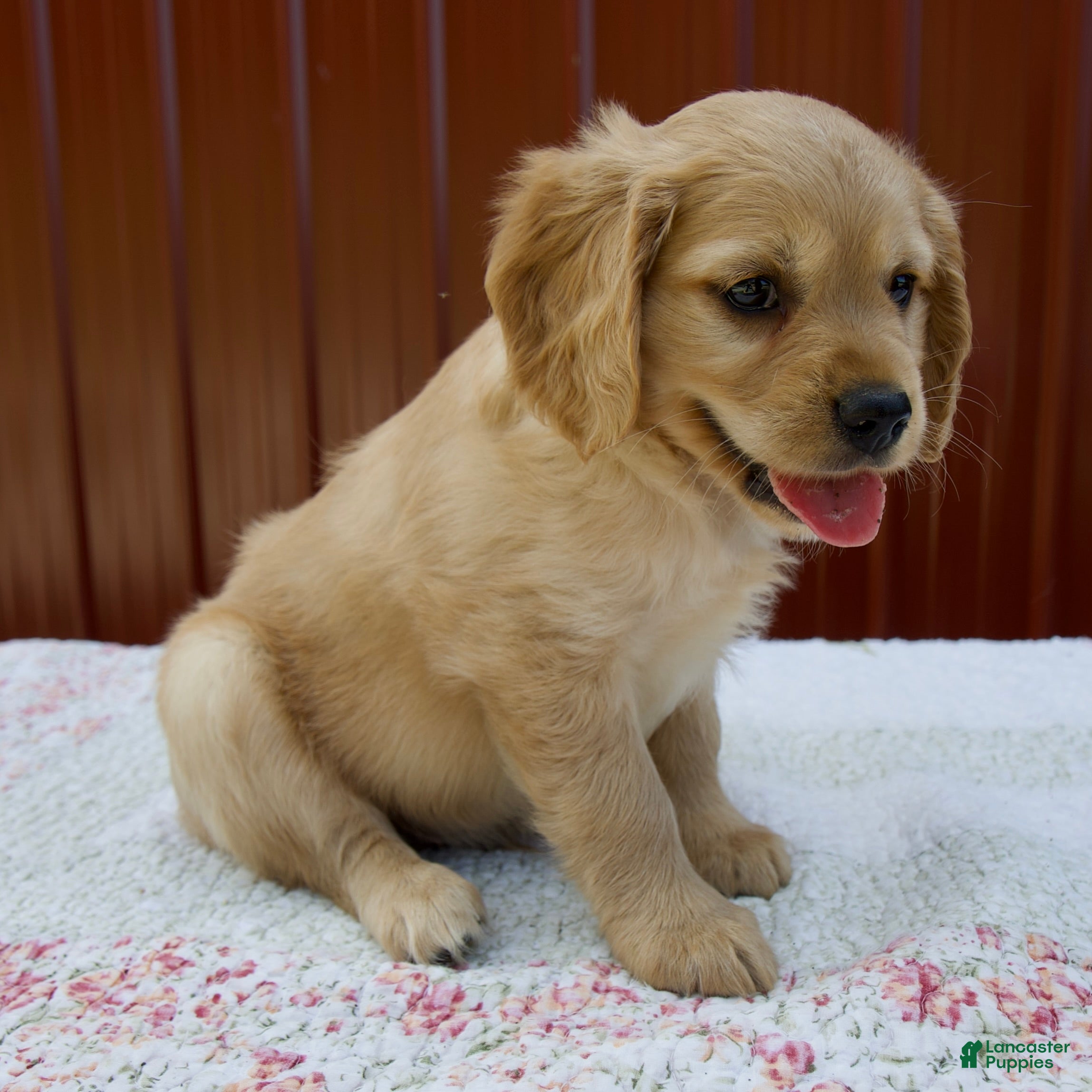 Miniature Golden Retriever dogs Gage - Ad 2