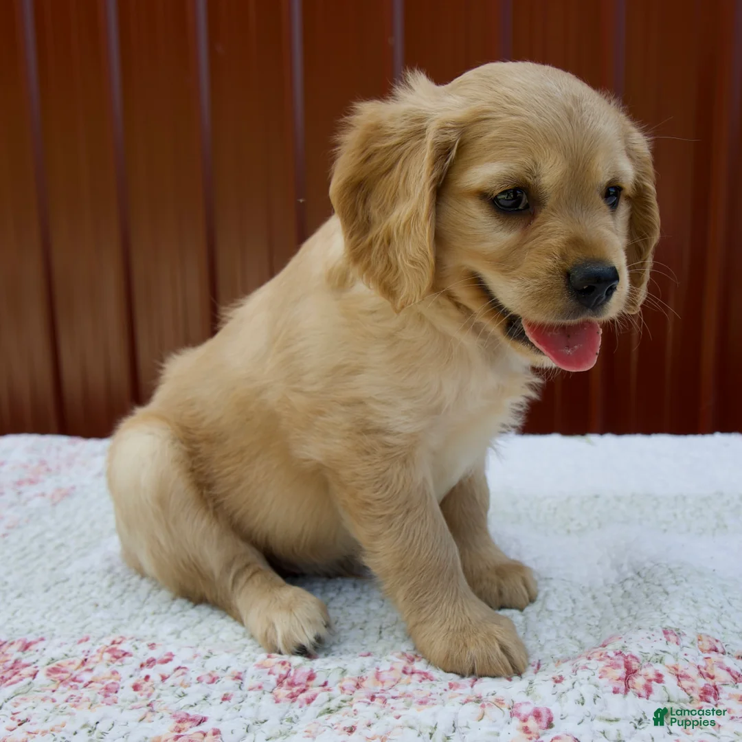 Miniature Golden Retriever dogs for sale: Gage - Ad 2