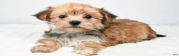 Morkie dogs for sale: Megen - Ad 7