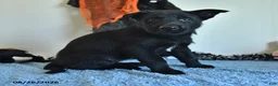 Belgian Malinois dogs for sale: Minerva - Ad 8