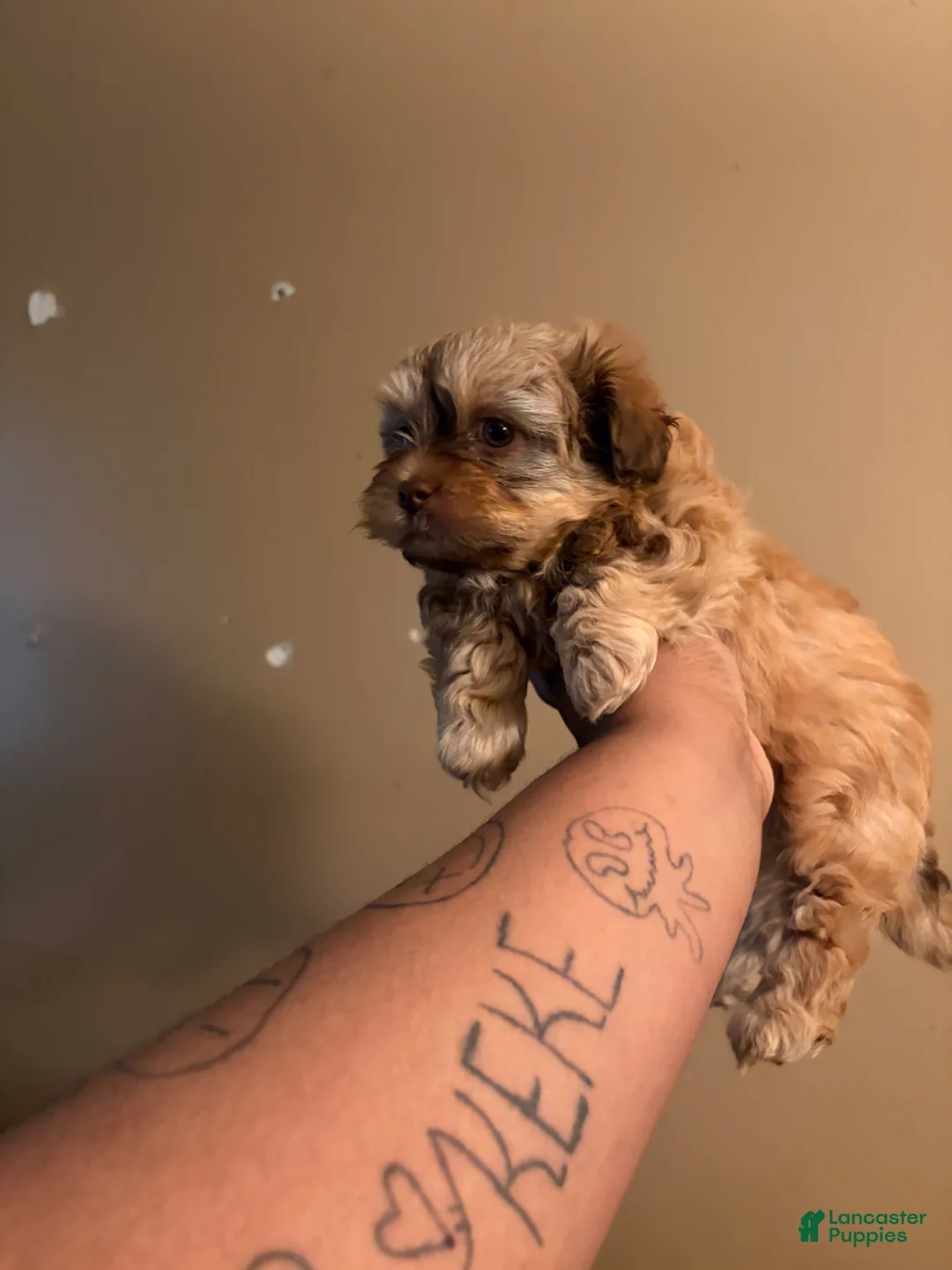 Shih Tzu dogs for sale: Shih Tzu Puppy 1 male - Ad 2