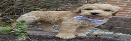 Mini Goldendoodle dogs for sale: Mini Ginger - Ad 17