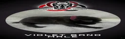 Cane Corso dogs for sale: Cane Corso Puppy 1 - Ad 1