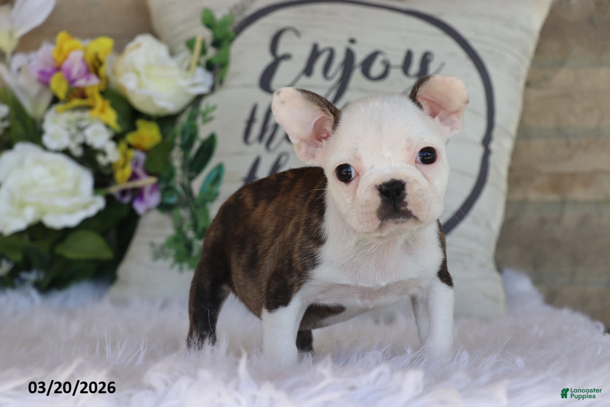 Frenchton dogs Marly - Ad 1