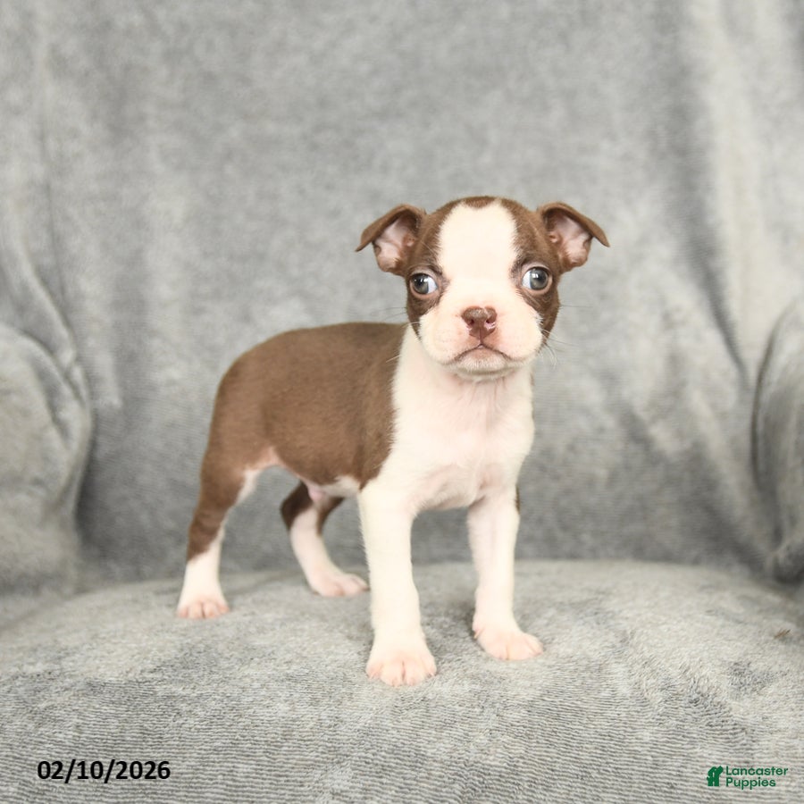 Boston Terrier dogs Dexter - Ad 14
