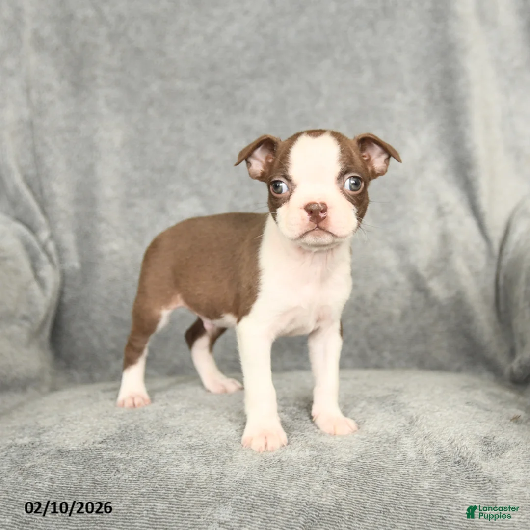 Boston Terrier dogs for sale: Dexter - Ad 1