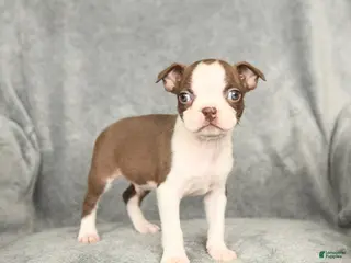 Boston Terrier dogs Dexter - Ad 14