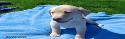 Labrador Retriever dogs for sale: Bandit - Ad 1
