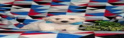 Bichon Frise dogs for sale: Barrister - Ad 3