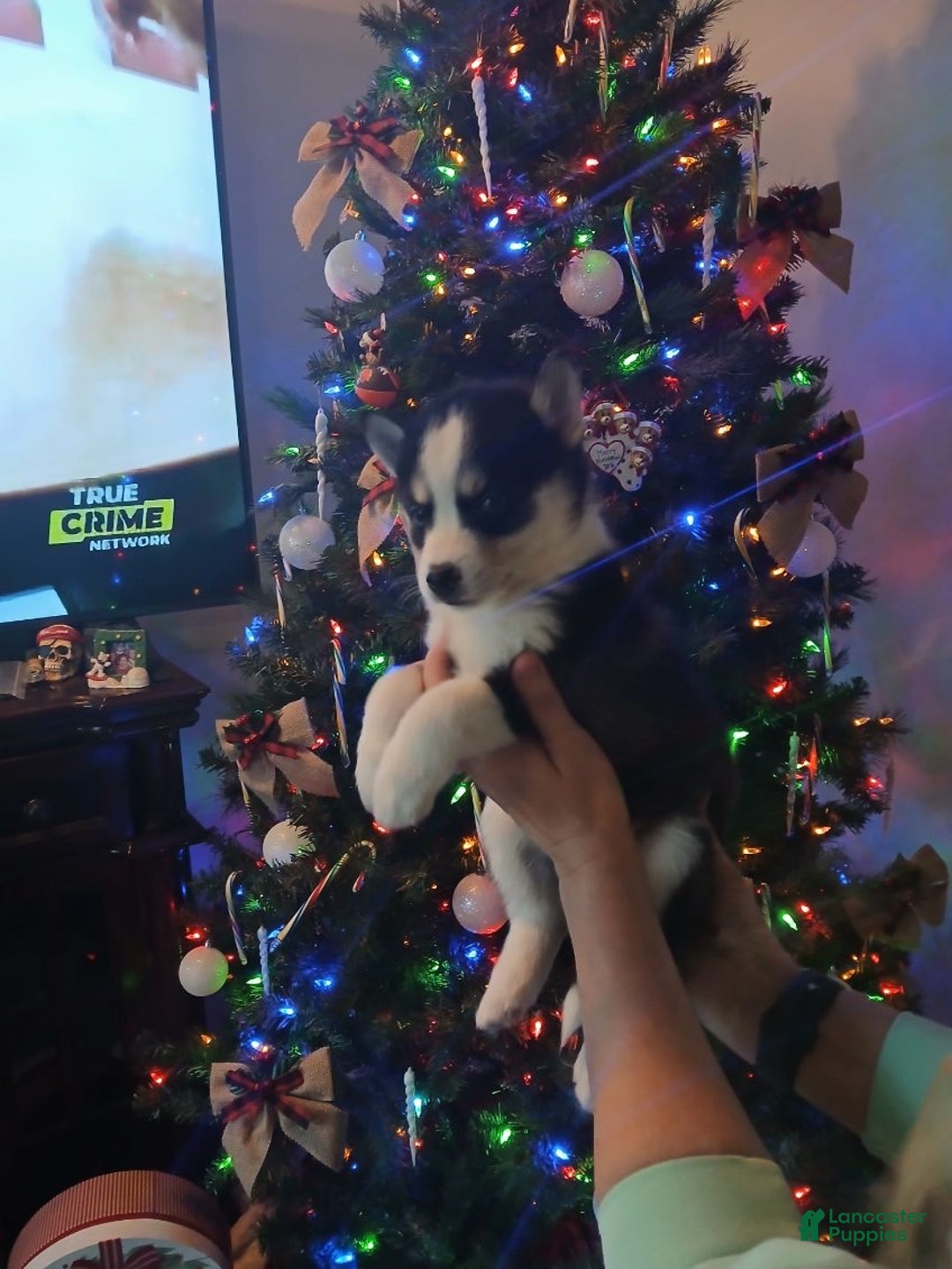 Pomsky dogs for sale: Pomsky Puppy 4 - Ad 3