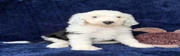 Sheepadoodle dogs for sale: Baylor - Ad 4
