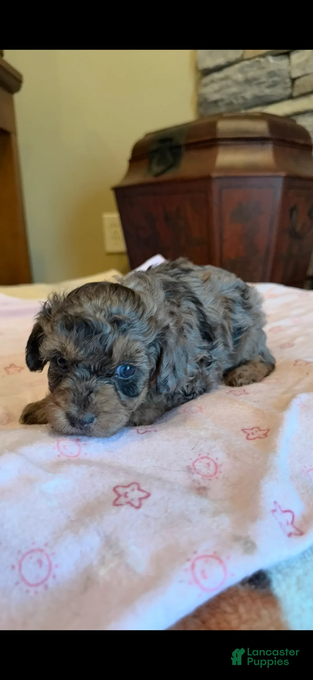 Miniature Poodle dogs for sale: Keisha - Ad 1