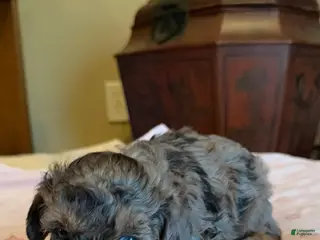 Miniature Poodle dogs for sale: Keisha - Ad 3