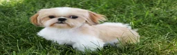 Shih Tzu dogs for sale: Theon - Ad 8