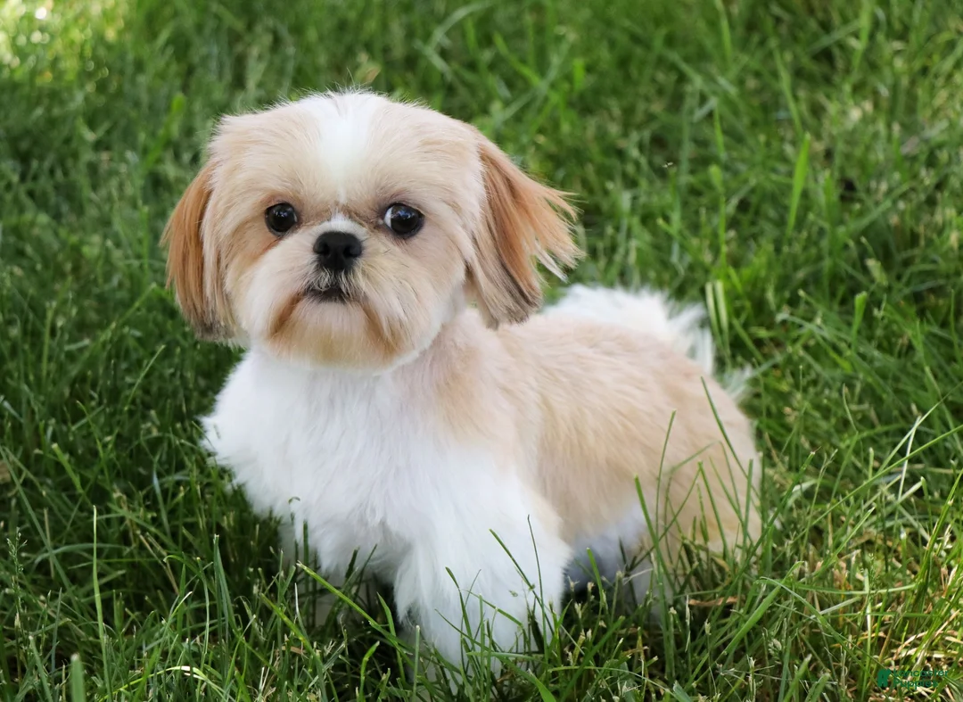 Shih Tzu dogs for sale: Theon - Ad 8