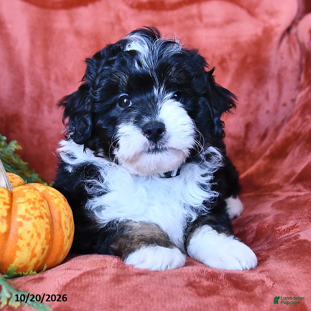 Aussiedoodle dogs for sale: Adam  - Ad 2