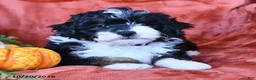 Aussiedoodle dogs for sale: Adam  - Ad 1