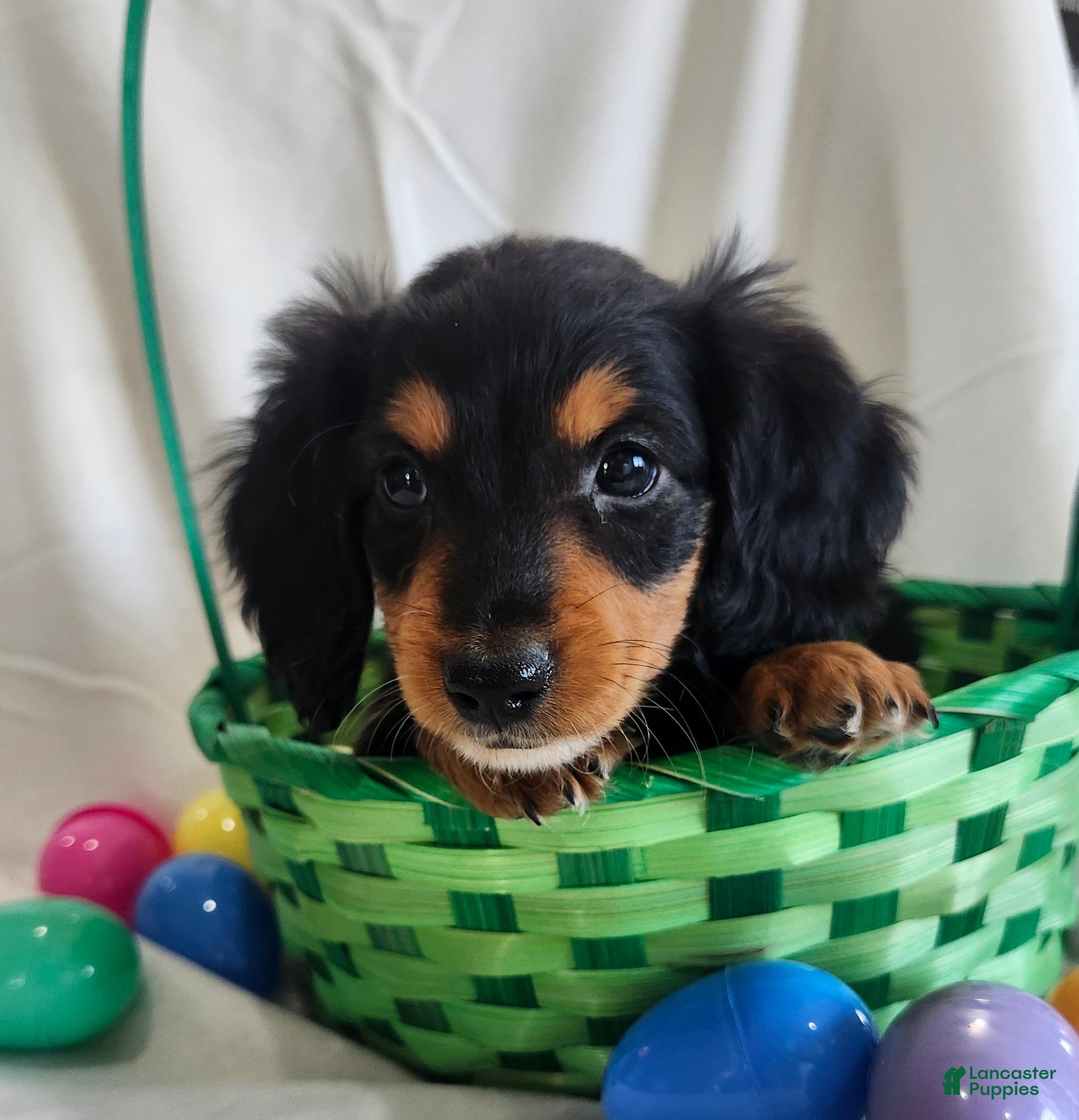 Miniature Dachshund dogs Leo - Ad 2
