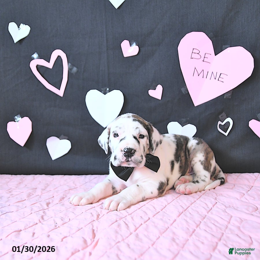 Great Dane dogs Wilson RARE COLOR - Ad 4