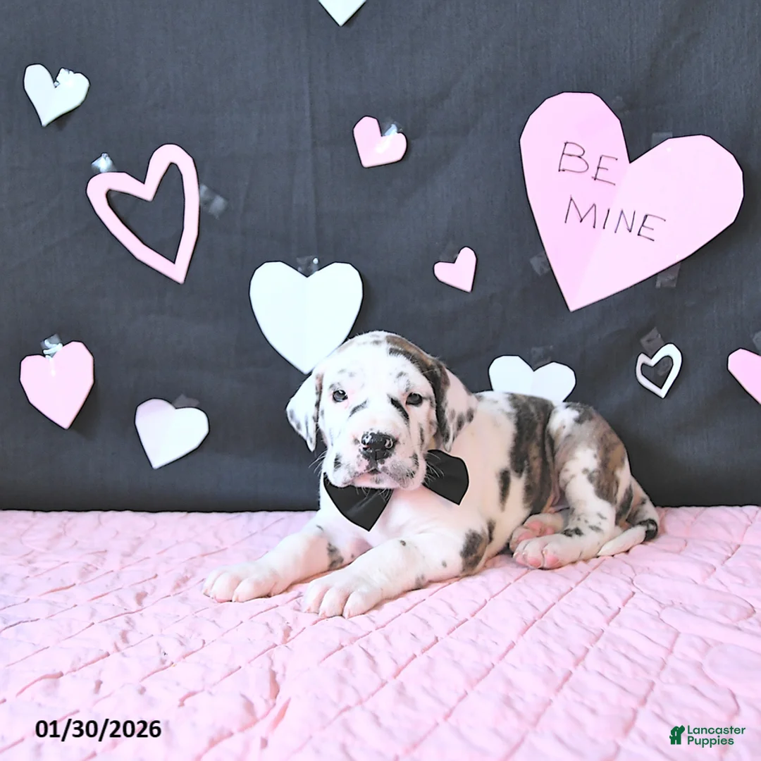 Great Dane dogs for sale: Wilson RARE COLOR - Ad 1