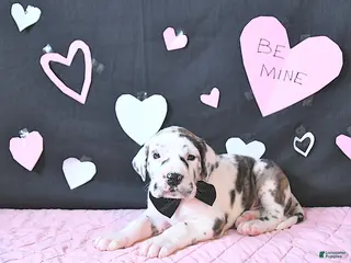 Great Dane dogs Wilson RARE COLOR - Ad 4