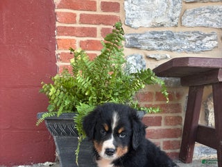 Bernese Mountain Dog dogs - Ad 13