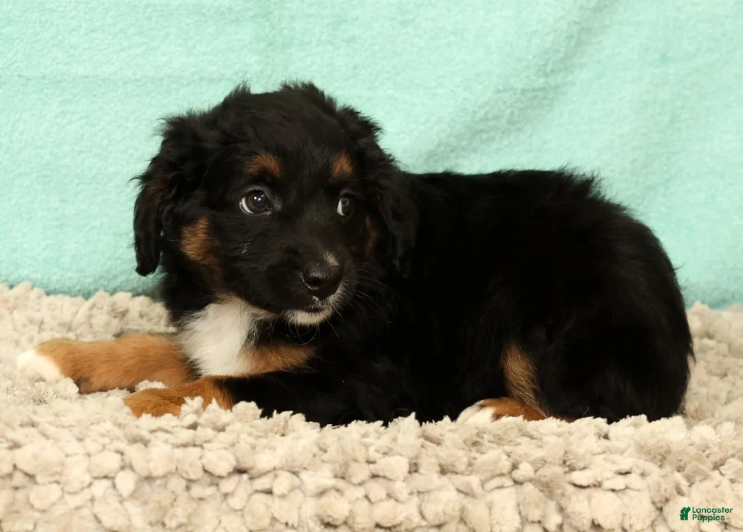 Mini Aussiedoodle dogs for sale: Larry - Ad 2
