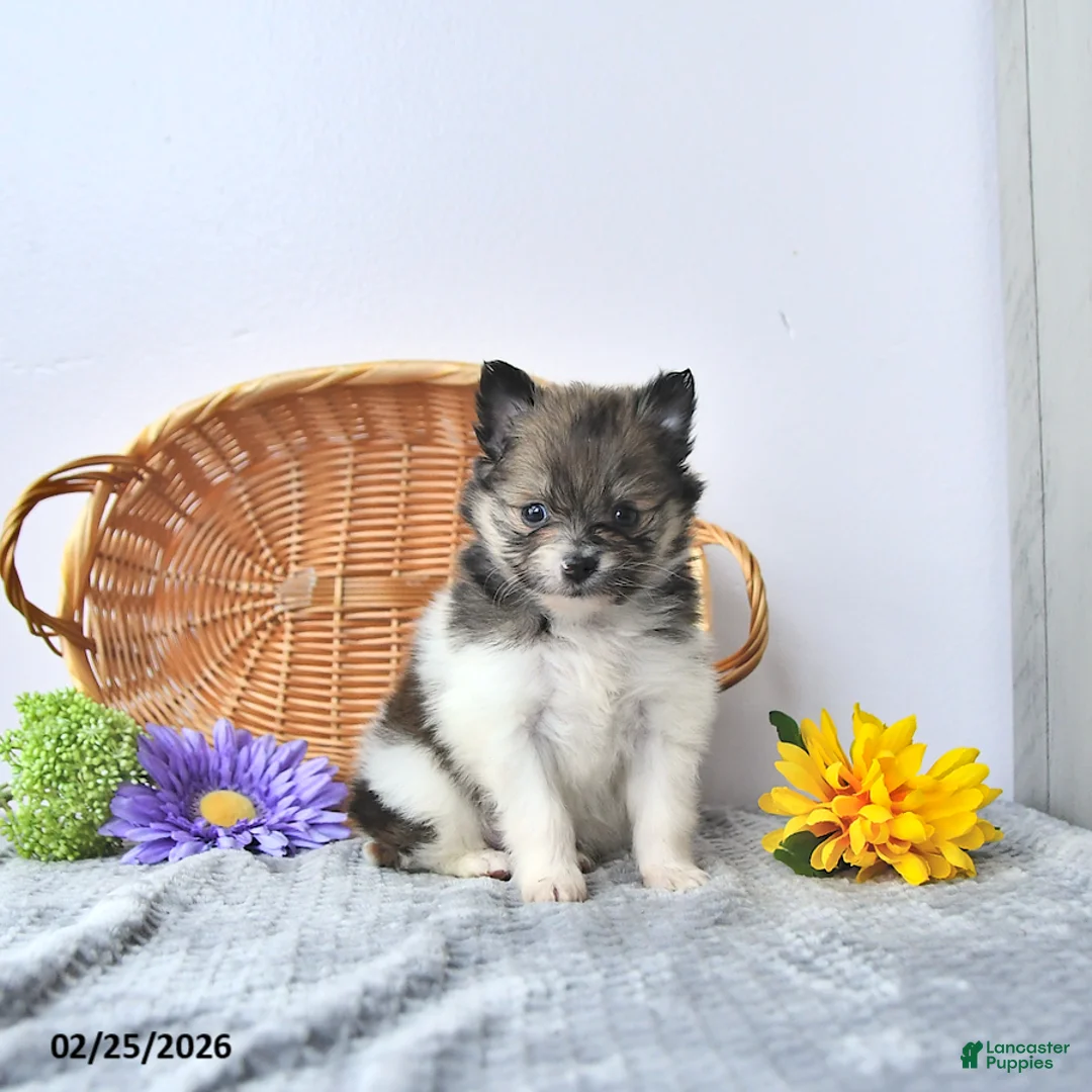 Pomeranian dogs for sale: Tinker - Ad 3