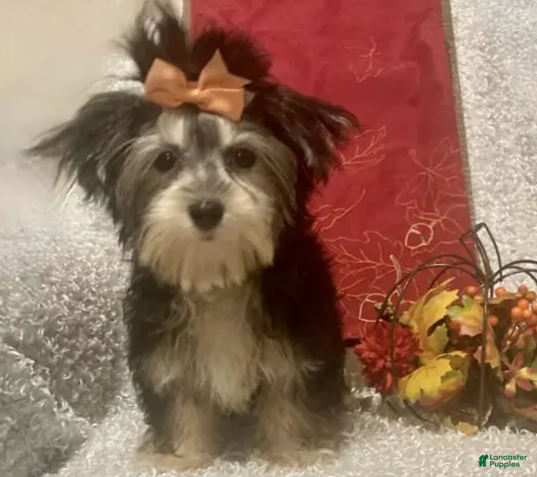 Morkie dogs for sale: Toostie - Ad 3