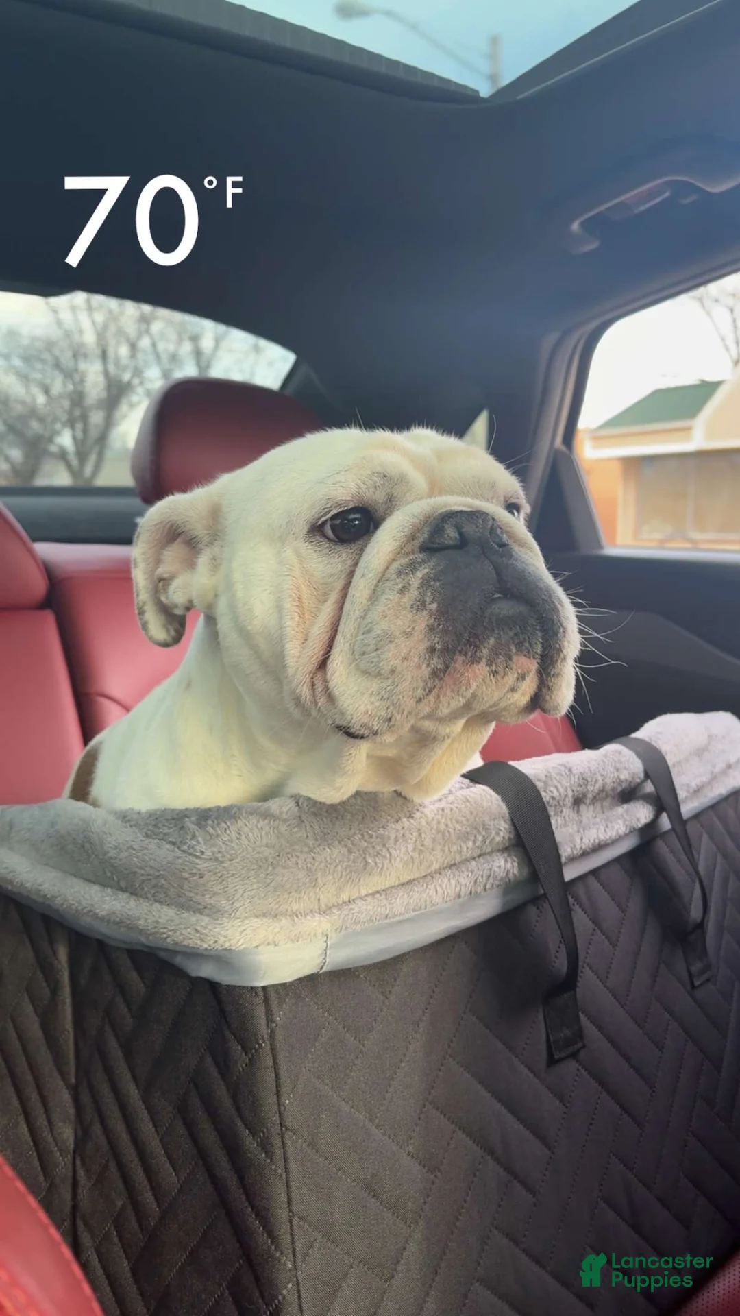 English Bulldog dogs for sale: Mylo  - Ad 8