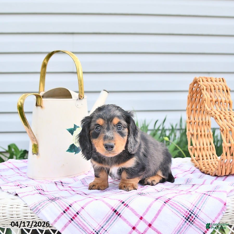 Dachshund dogs General - Ad 1