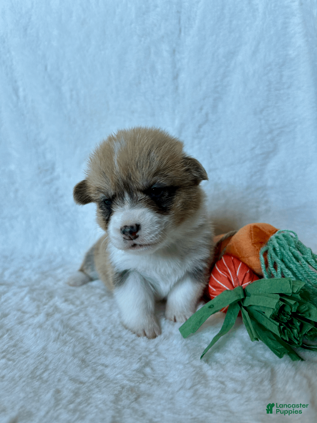 Welsh Corgi Pembroke dogs for sale: Welsh Corgi Pembroke Puppy 7 - Ad 2