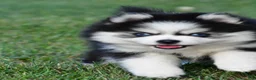 Pomsky dogs for sale: Prince - Ad 18