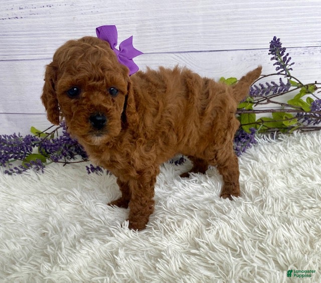 Miniature Poodle dogs Tulip - Ad 1
