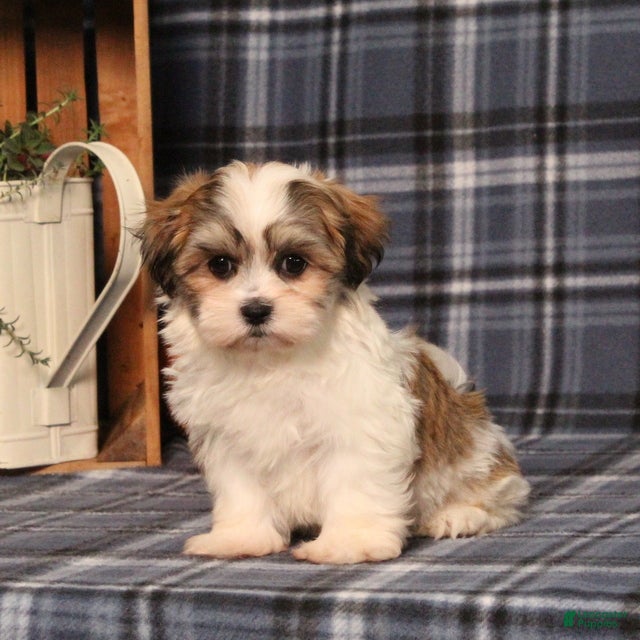 Teddy Bear dogs Franklin - Ad 2